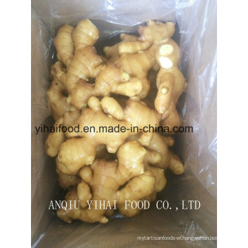 Anqiu High Quality Ginger for Middle East